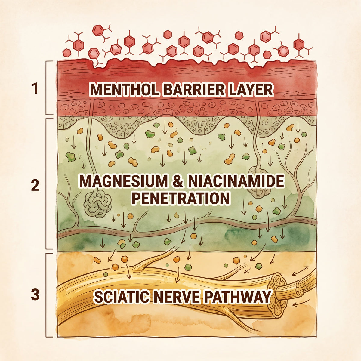 Sciatic nerve anatomy illustration